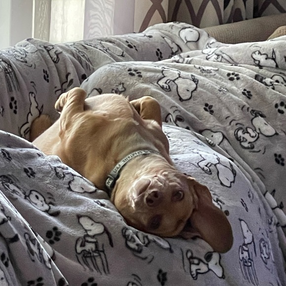 Meet your Posher, Candy - Picture 6 of 9